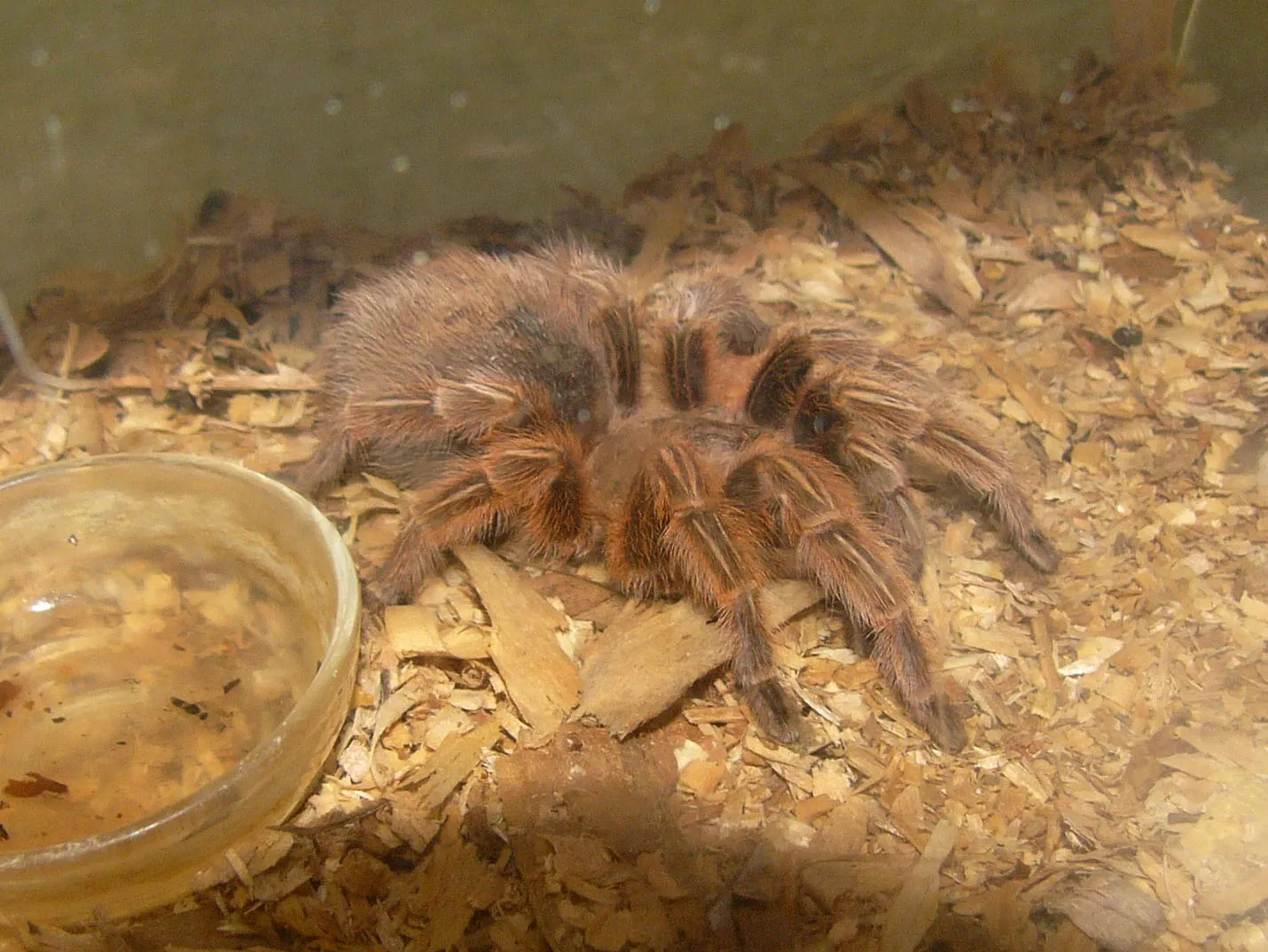 15517 chilean rose tarantula climbing