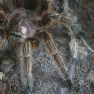 /img/15517-chilean-rose-tarantula-happy.webp