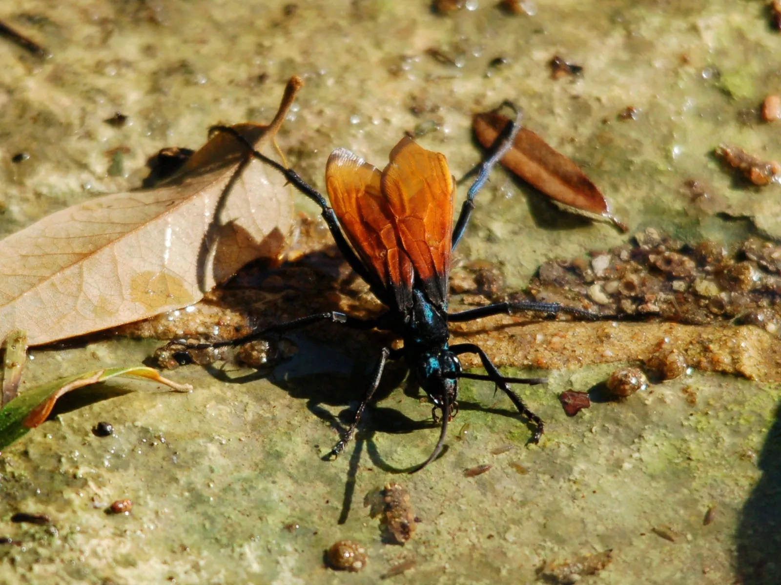 15519 tarantula hawk hunting tarantula