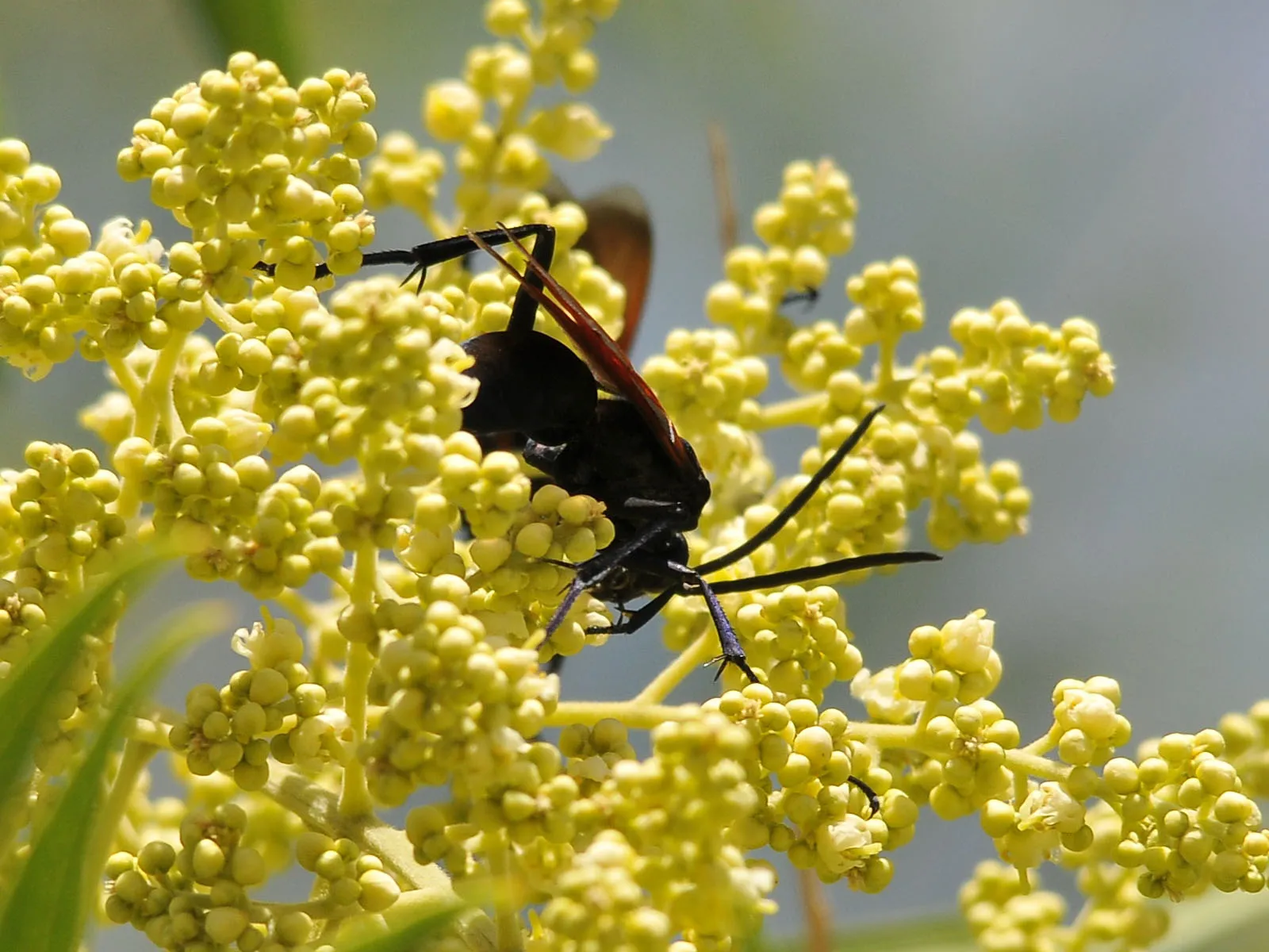 /img/15519-tarantula-hawk-in-desert.webp