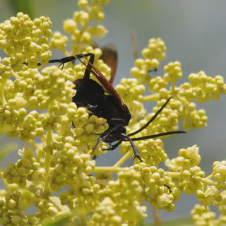 /img/15519-tarantula-hawk-in-desert.webp