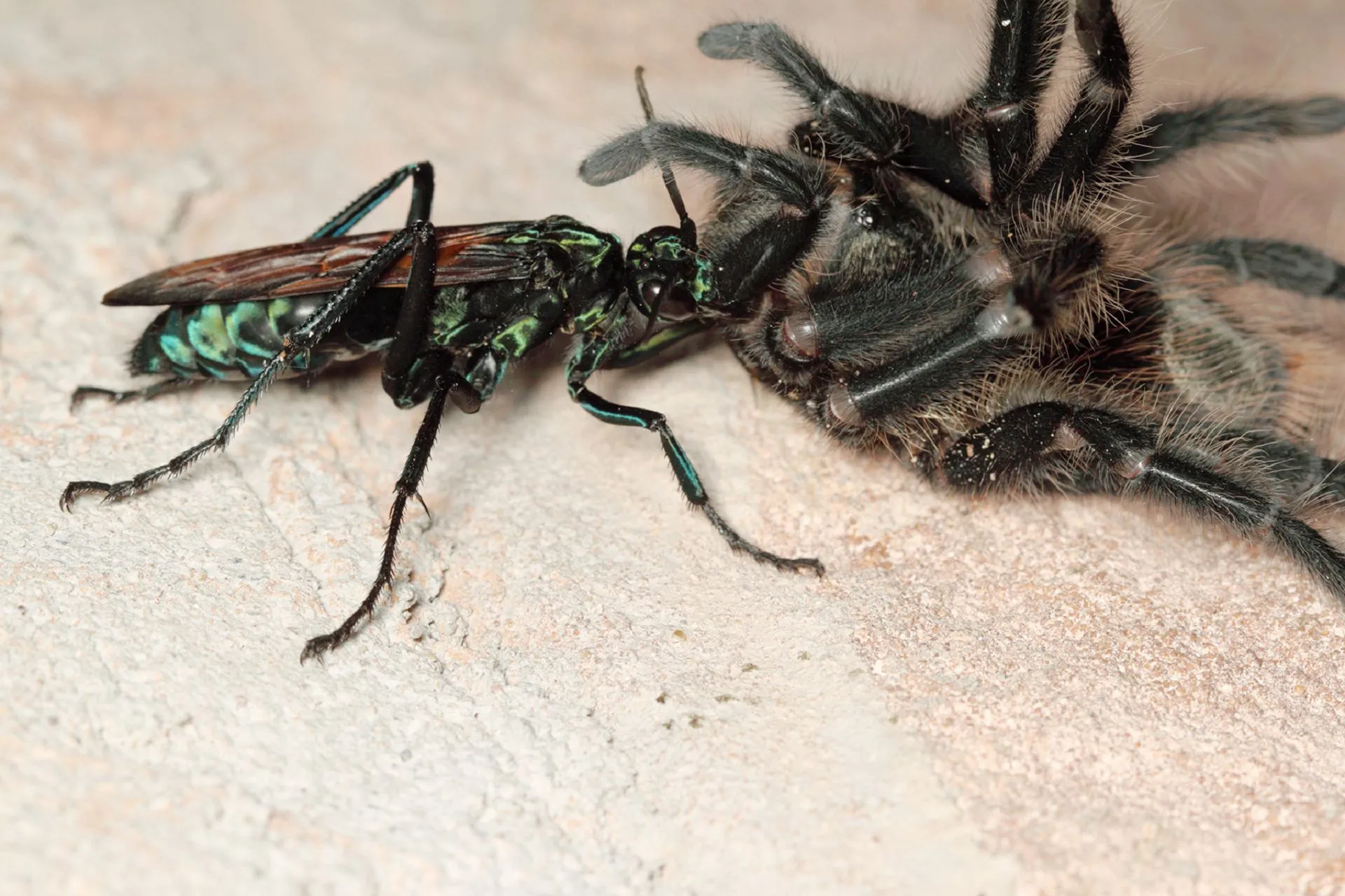 15519 tarantula hawk in flight