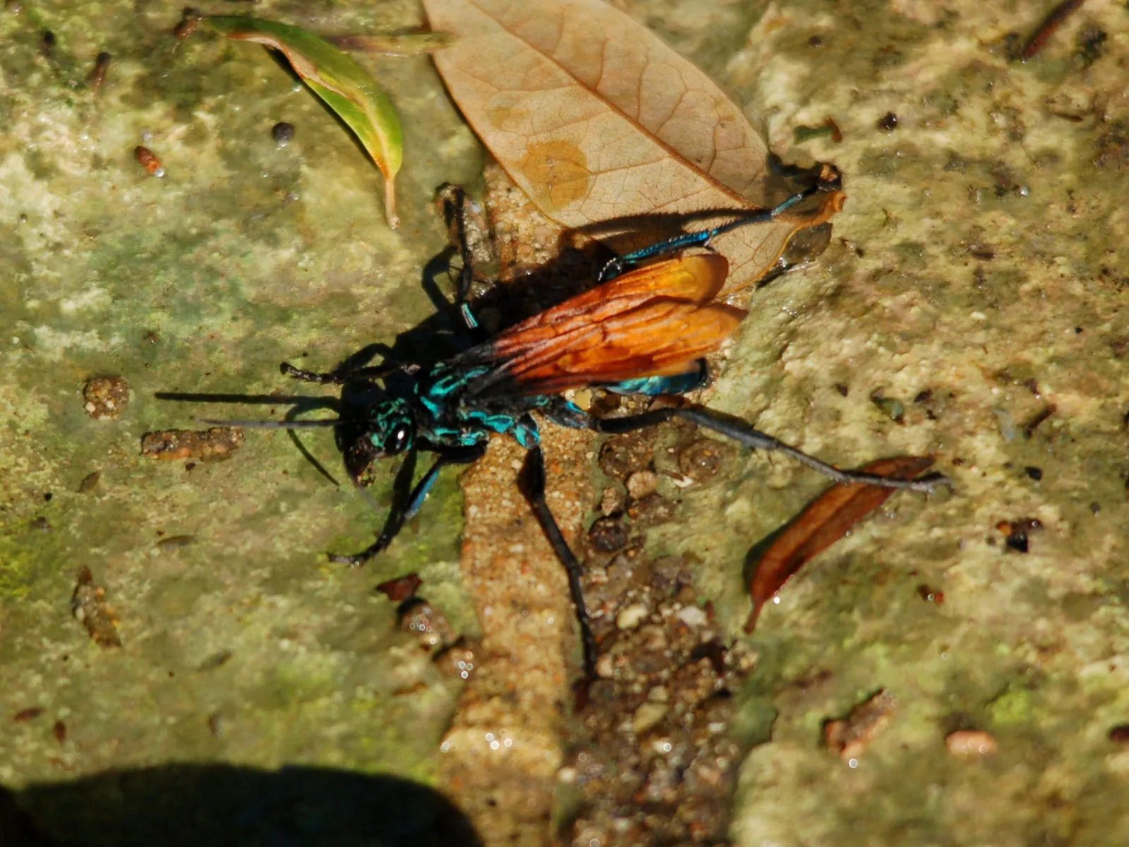 15519 tarantula hawk laying eggs