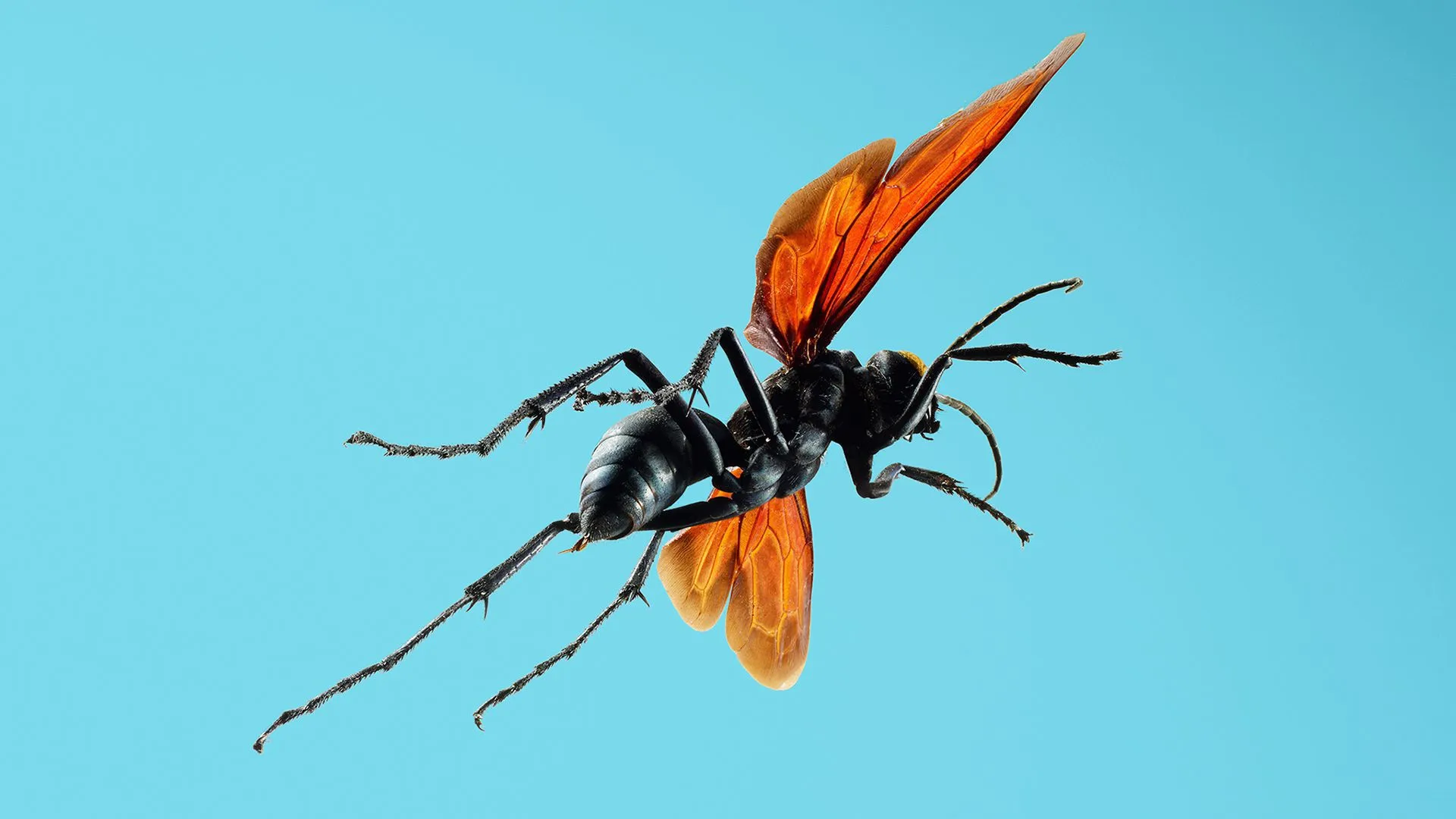 15519 tarantula hawk sting