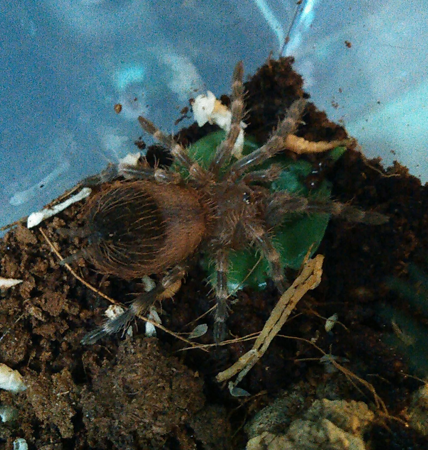 15521 genic tarantula feeding
