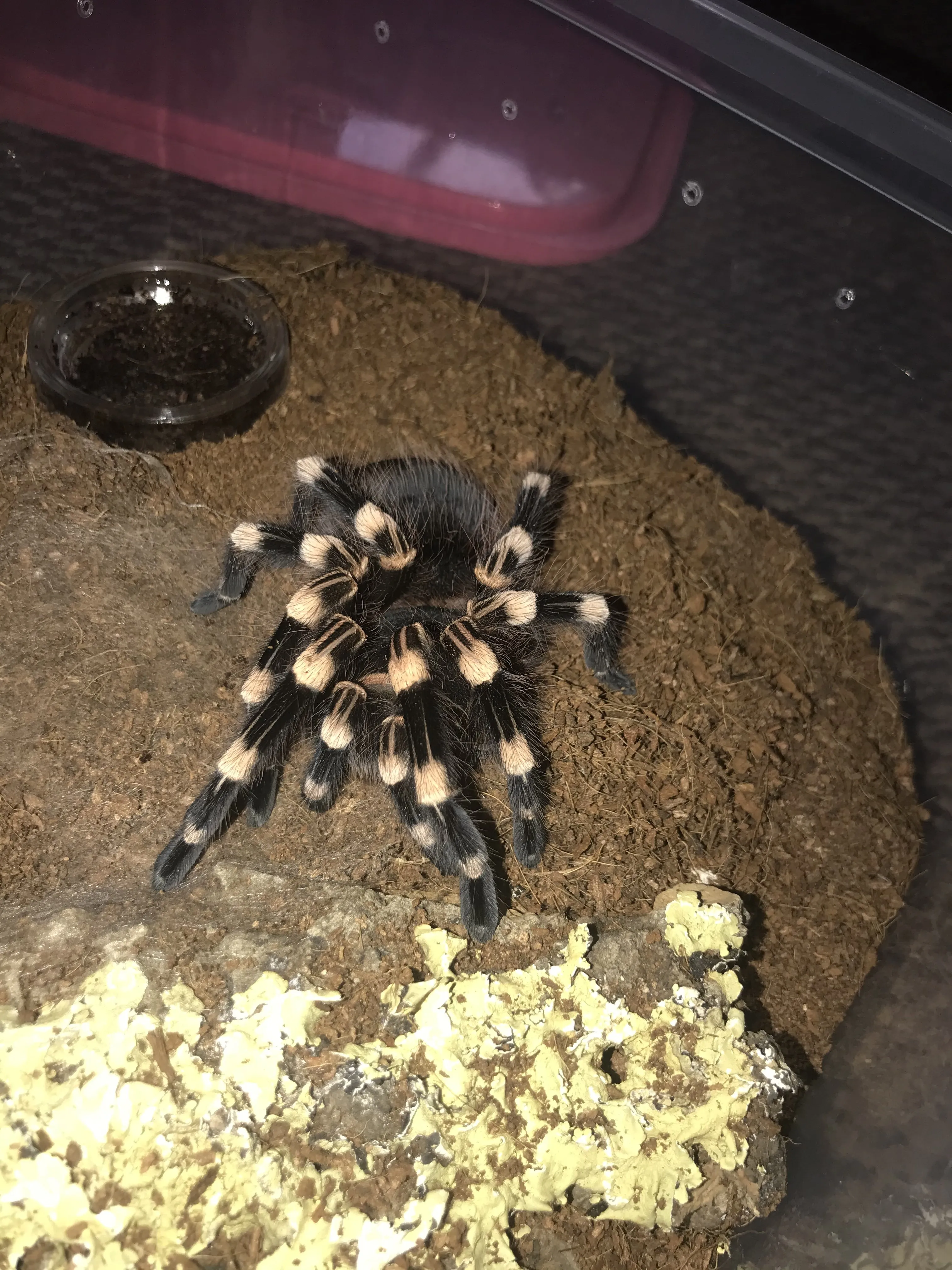 15521 genic tarantula habitat