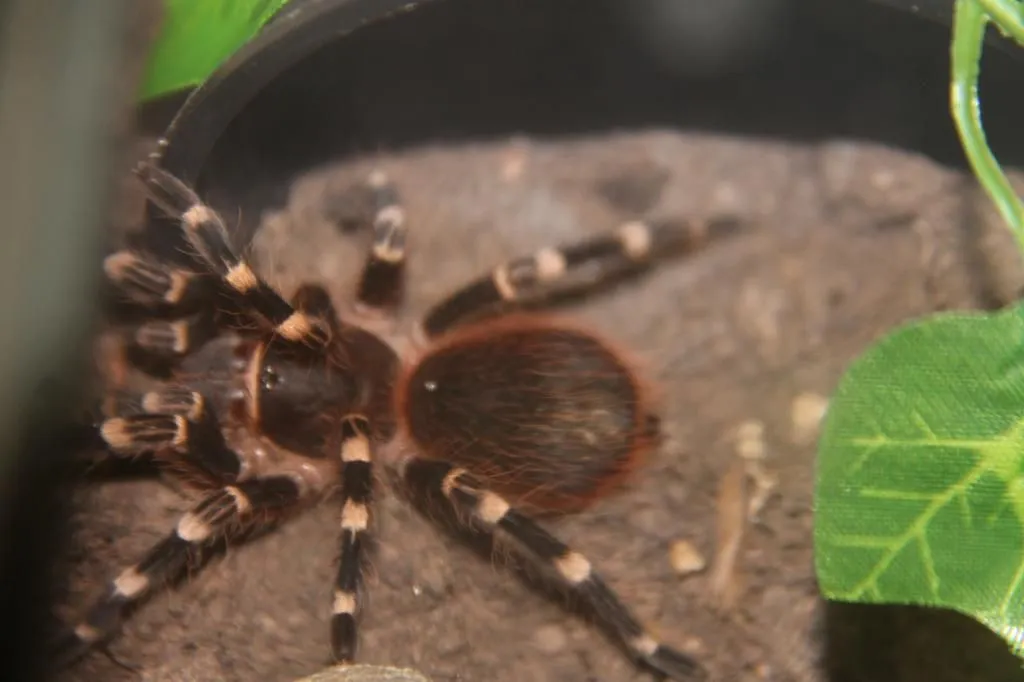 15521 genic tarantula juvenile