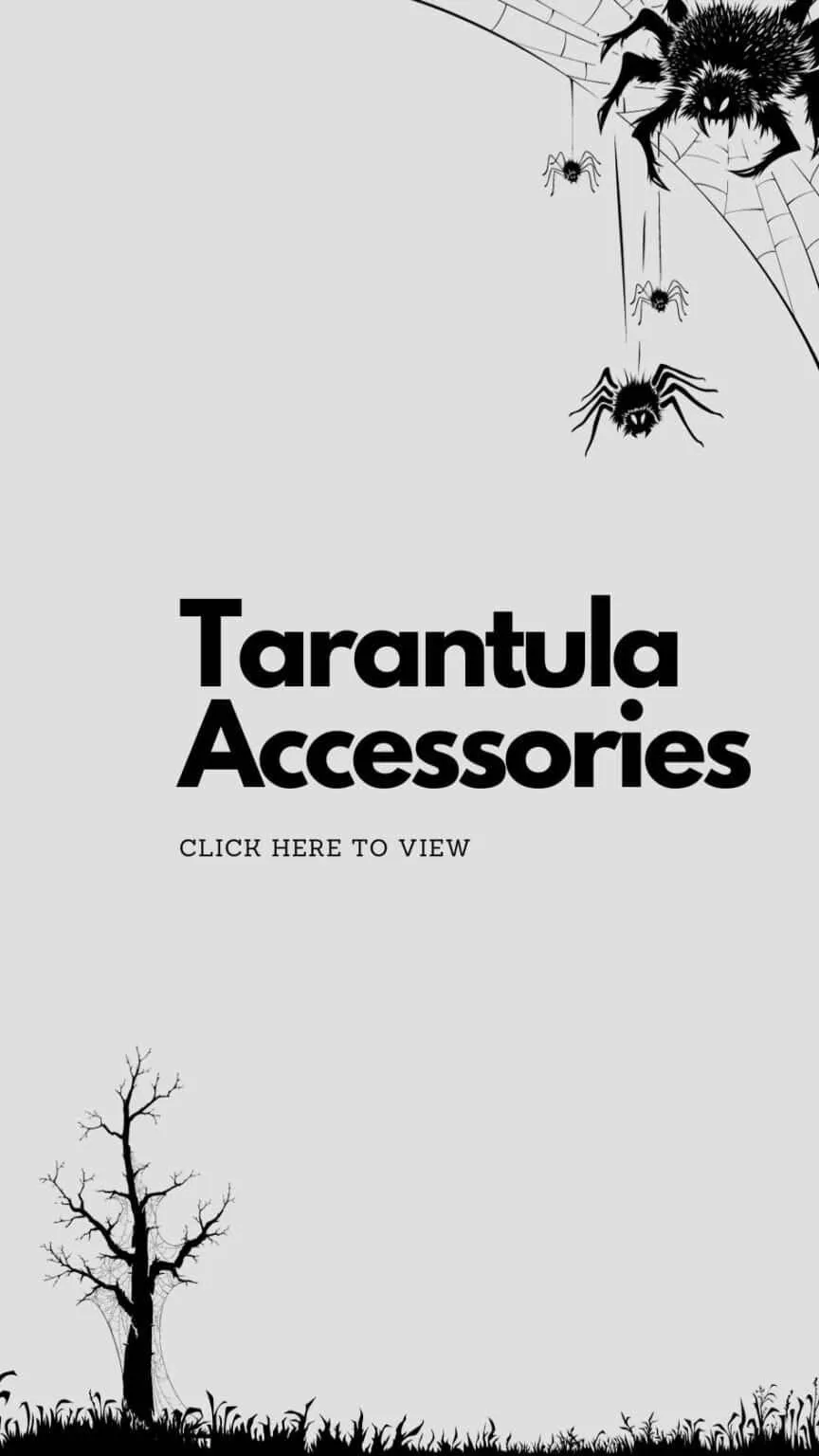 15521 genic tarantula measurement