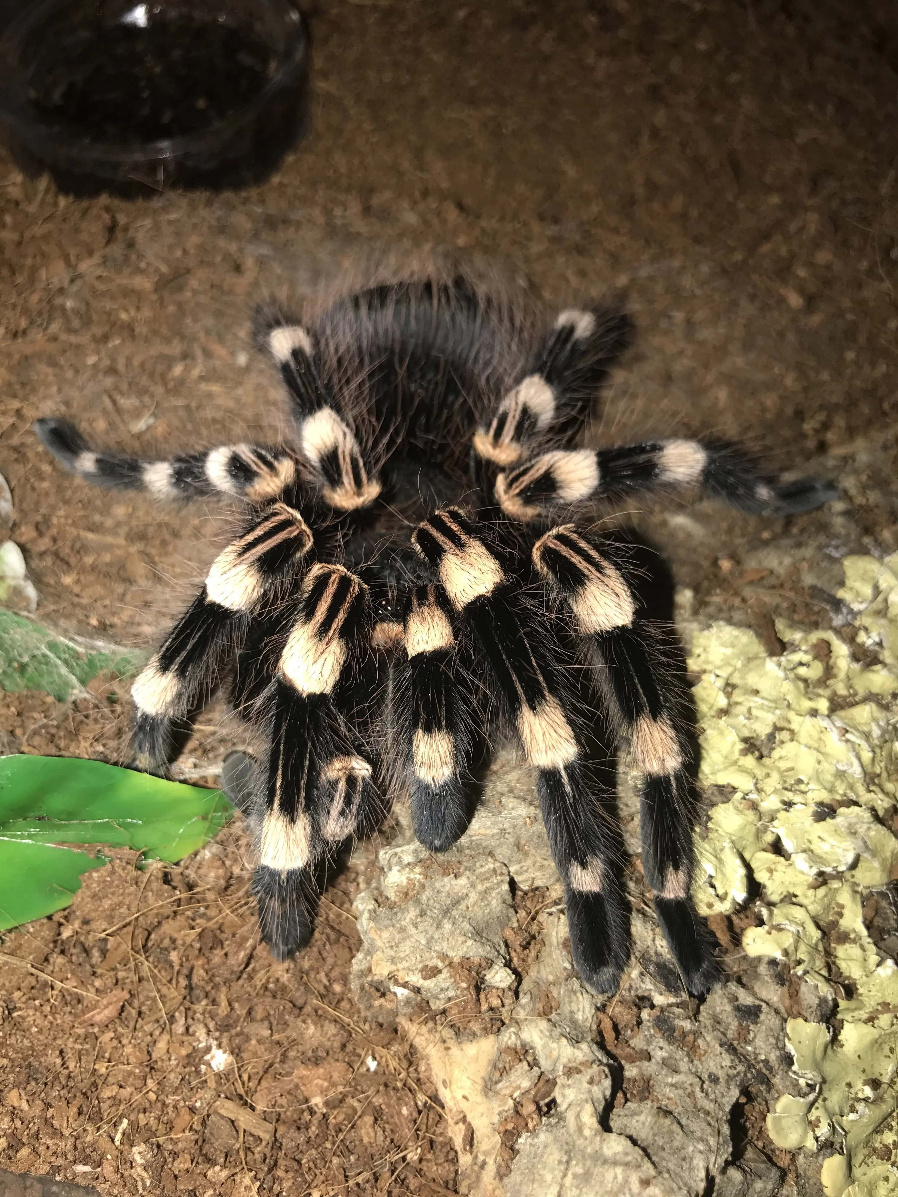 15521 genic tarantula overview