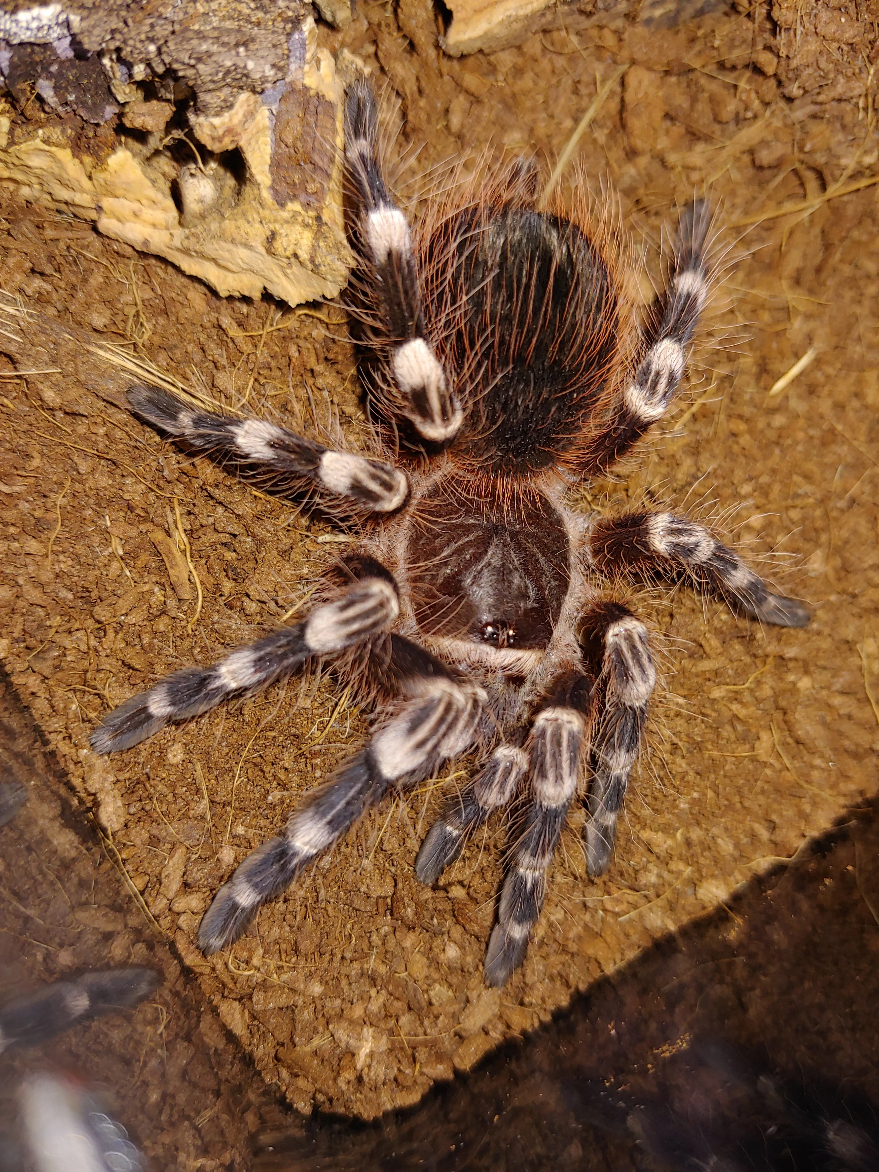 15521 genic tarantula spiderling