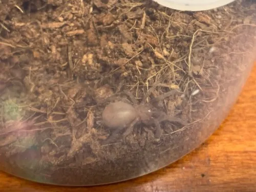 15524 tarantula sling molt process
