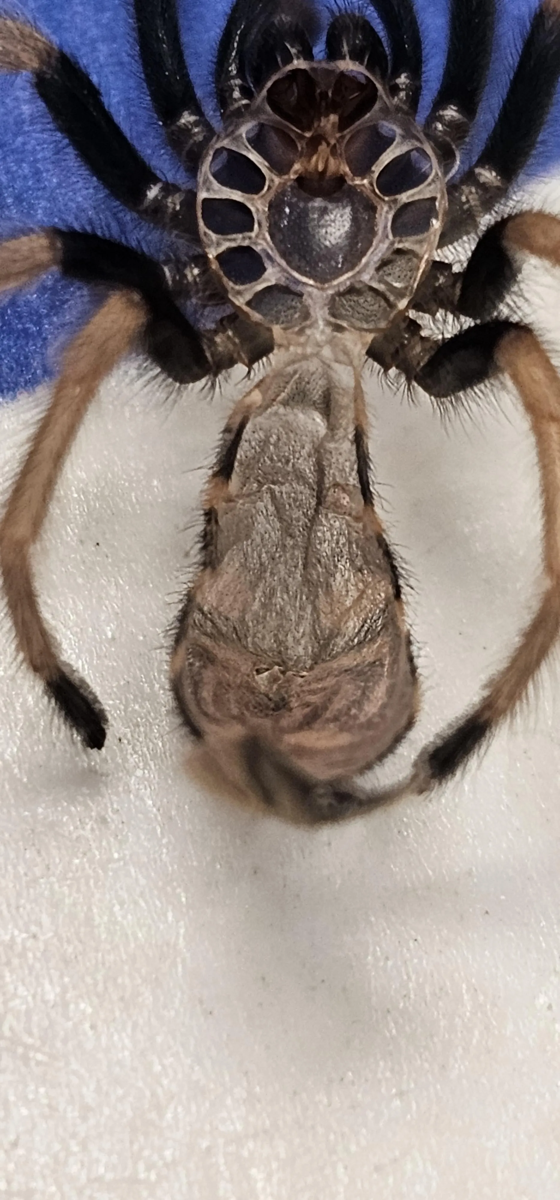 15524 tarantula sling species