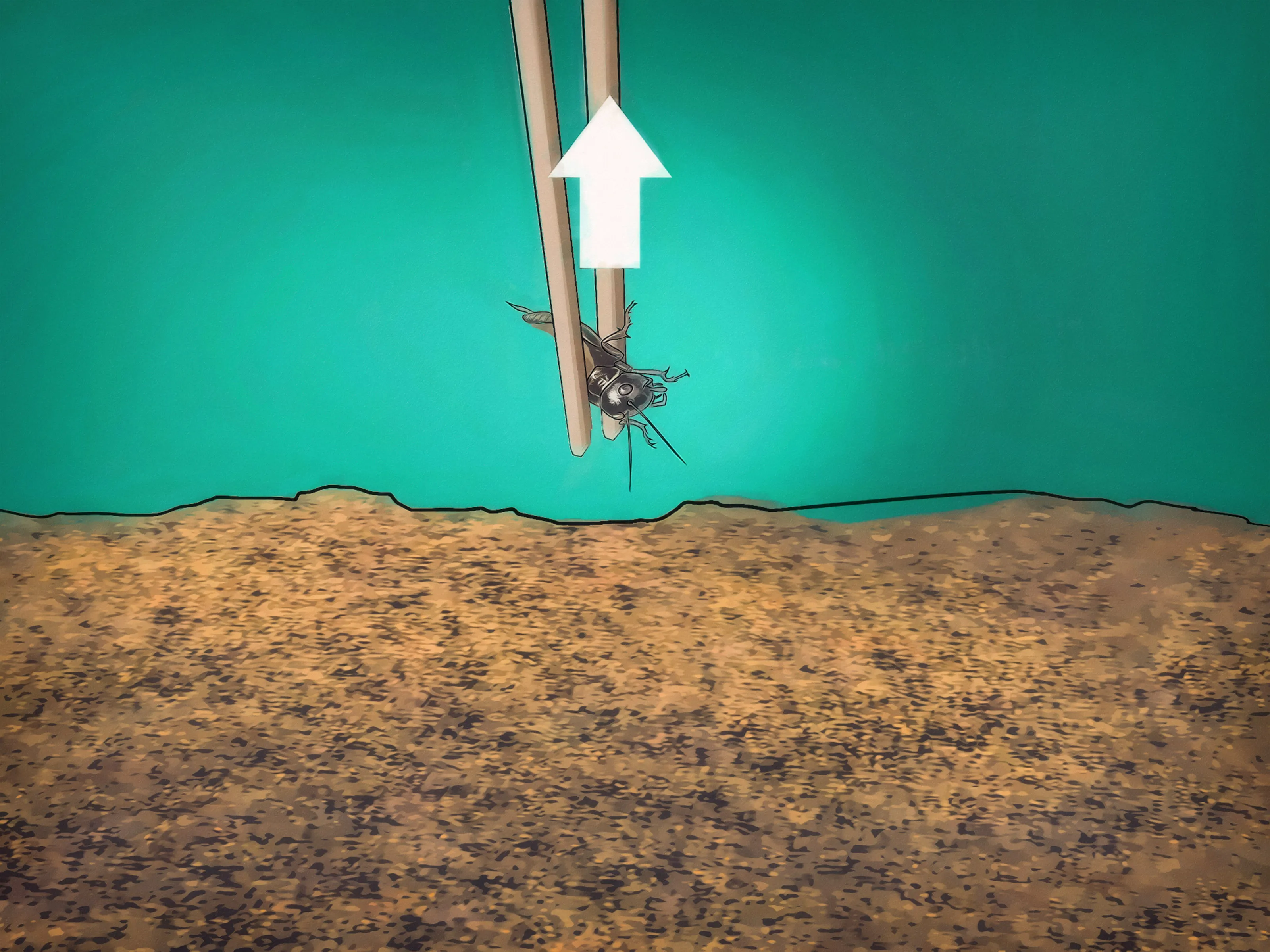 15526 chaco gold knee tarantula health