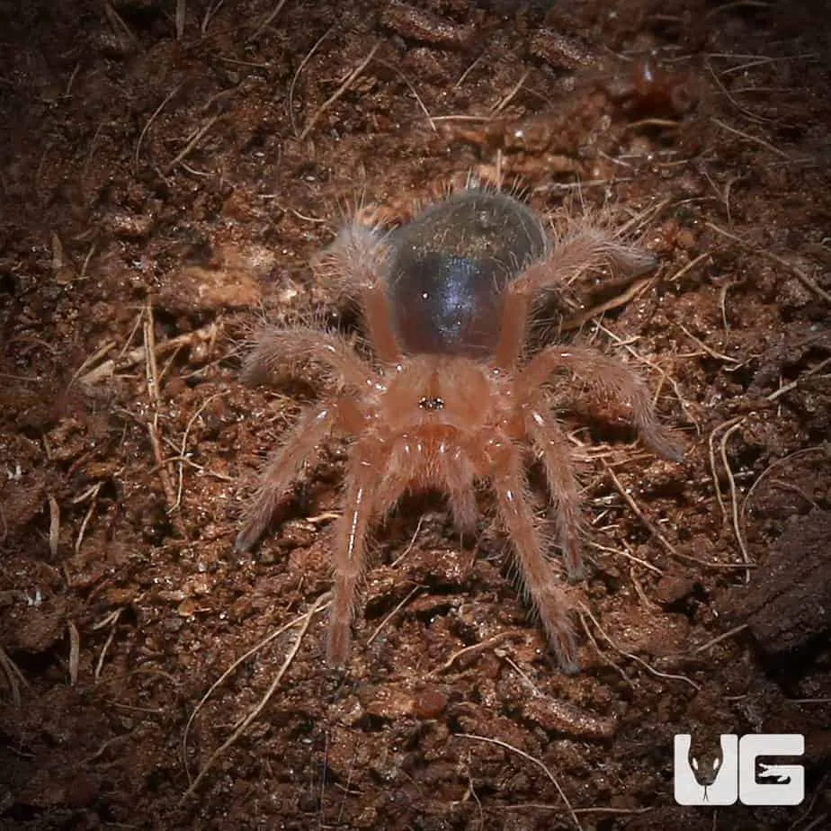 15526 chaco gold knee tarantula substrate