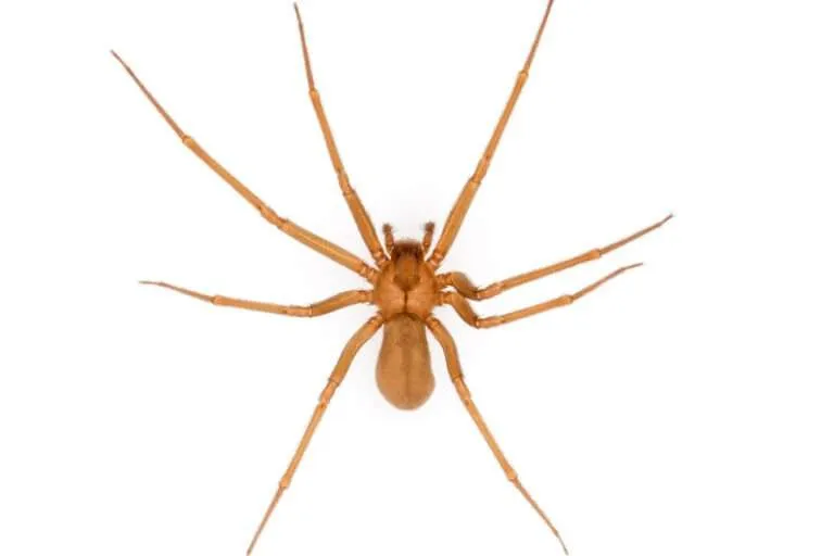 15527 brown recluse habitat