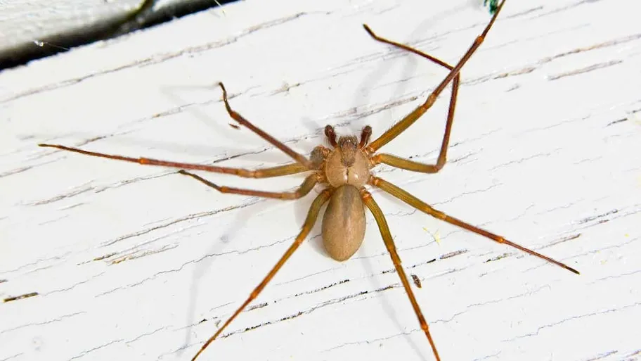 /img/15527-identifying-spider-habitats.webp