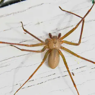 /img/15527-identifying-spider-habitats.webp