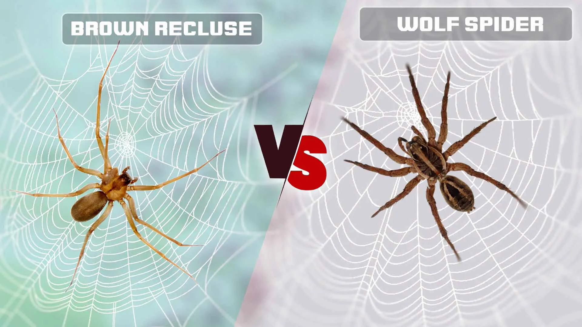 15527 tarantula vs brown recluse overview