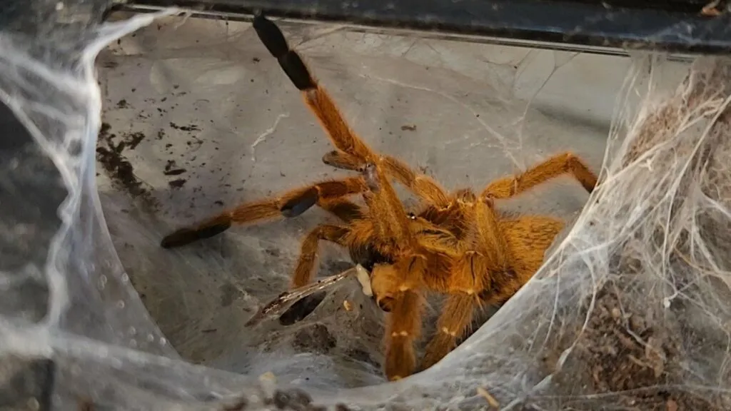 15528 licensed cannabis dubai