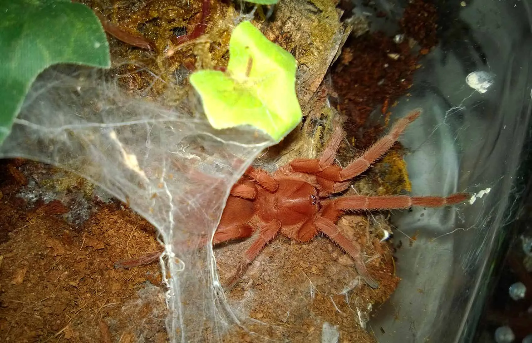 /img/15531-northern-cebu-tarantula-breeding.webp
