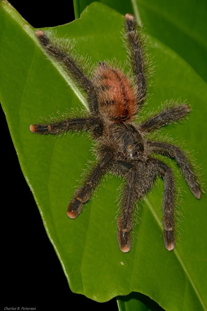 15531 northern cebu tarantula feeding