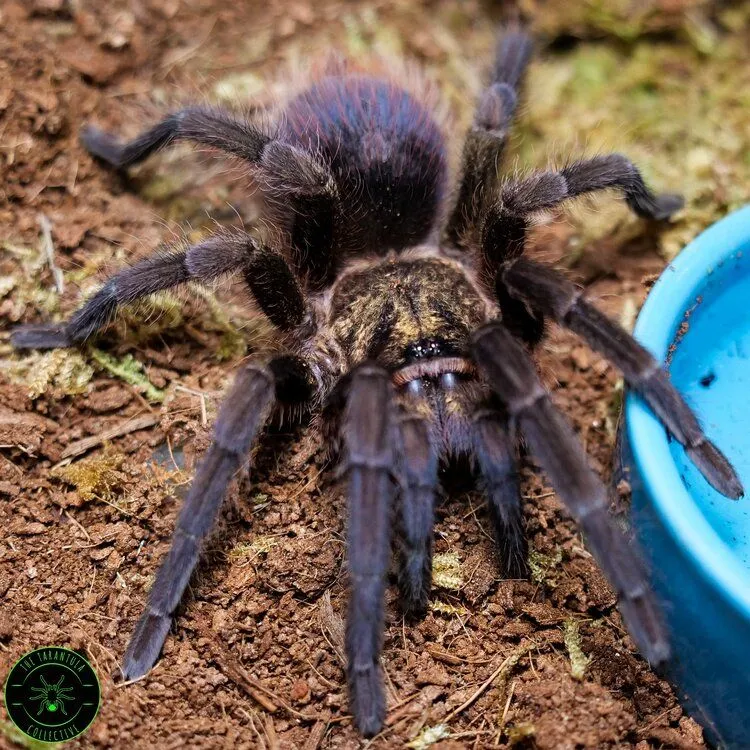15531 northern cebu tarantula handling