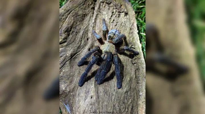 15531 northern cebu tarantula health