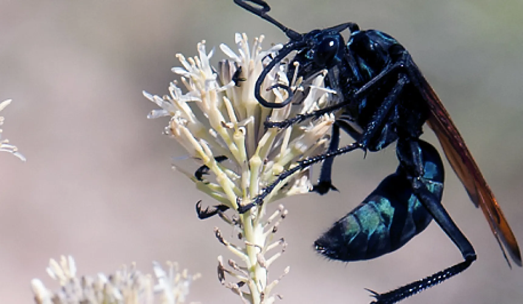15535 tarantula hawk and prey