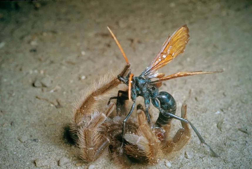 15535 tarantula hawk arizona