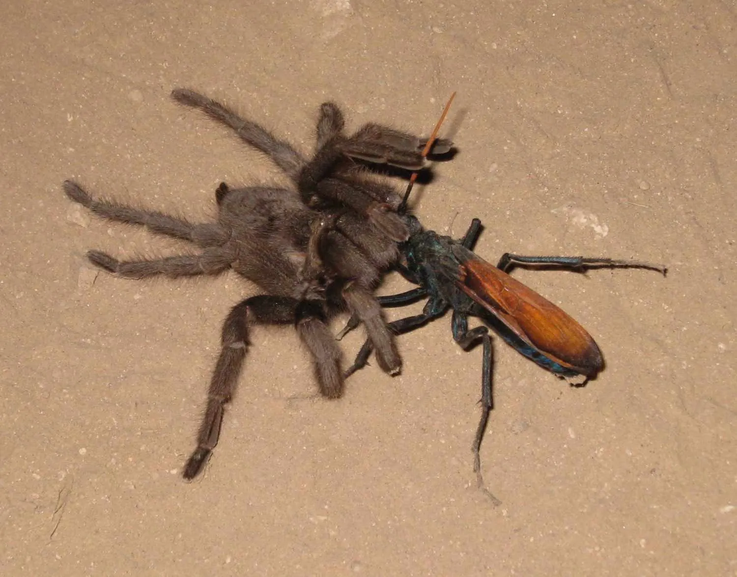 15535 tarantula hawk desert landscape