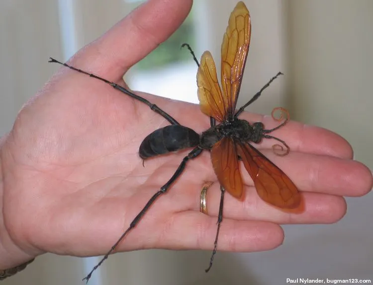/img/15535-tarantula-hawk-mexico.webp