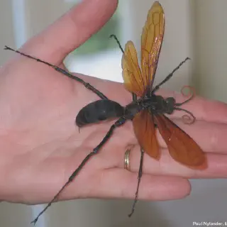 /img/15535-tarantula-hawk-mexico.webp