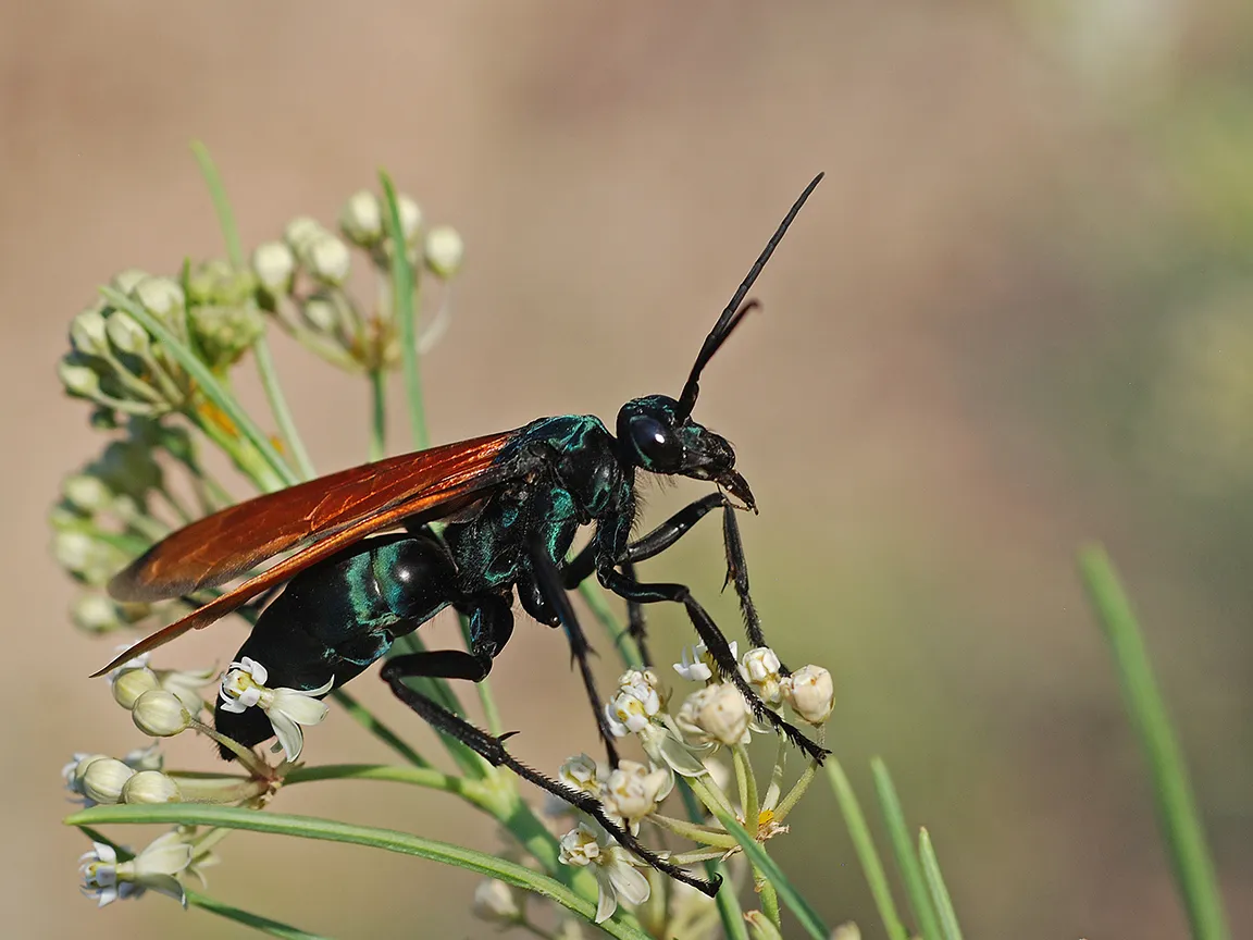 15535 tarantula hawk nest
