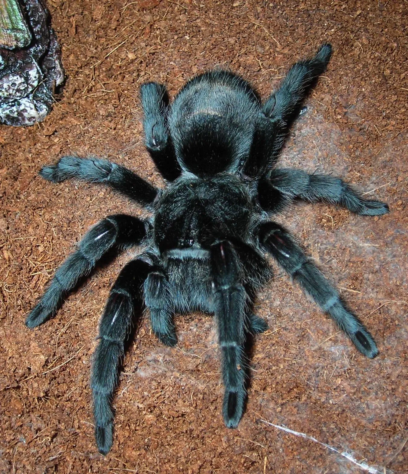 15538 brazilian black tarantula feeding