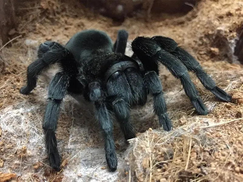 15538 brazilian black tarantula uk 1