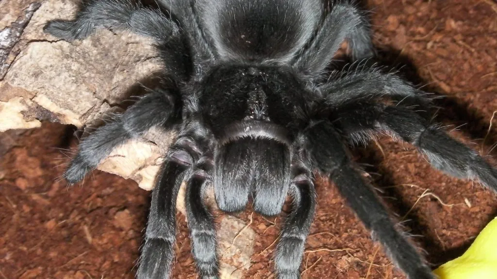15538 brazilian black tarantula uk 2