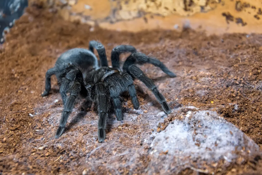 15538 brazilian black tarantula uk 3