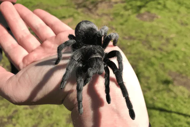 15538 brazilian black tarantula uk 4