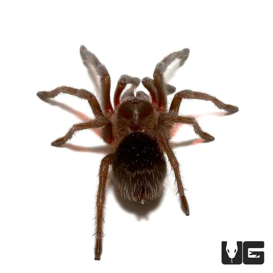/img/15538-brazilian-black-tarantula-uk-5.webp