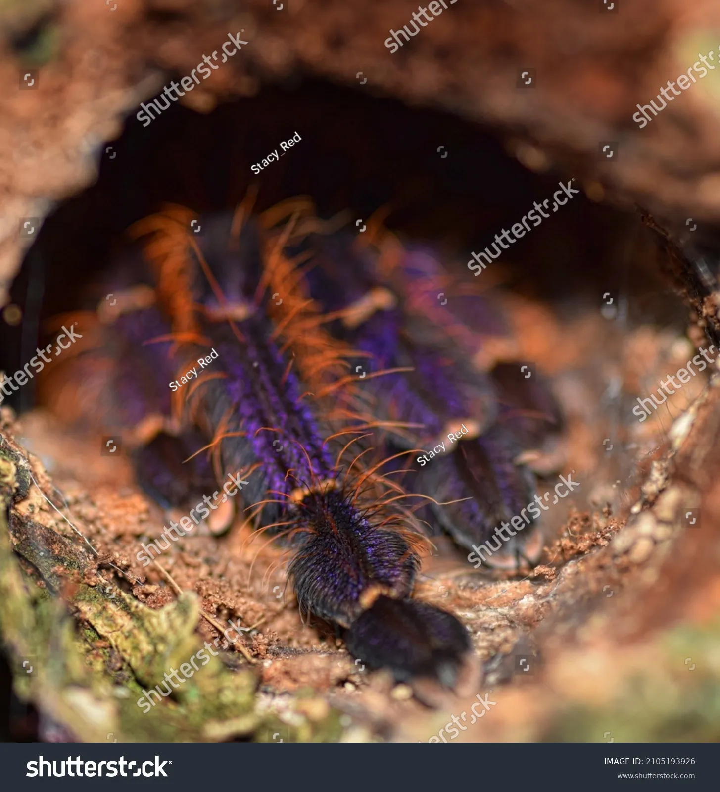 15539 tarantula camouflaged