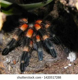15539 tarantula defensive posture