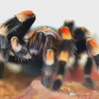/img/15539-tarantula-hiding-legs.webp
