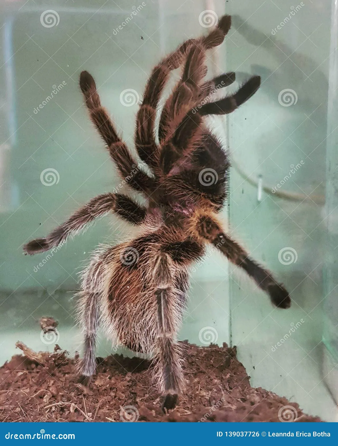 15539 tarantula molting