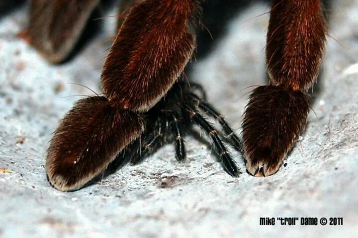 15539 tarantula sensing vibrations
