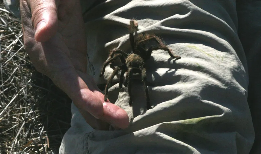 15539 tarantula under rock