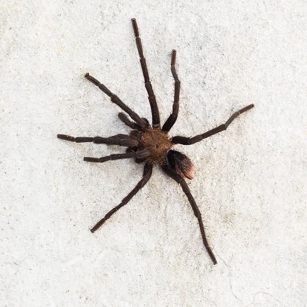 15541 black desert tarantula close up