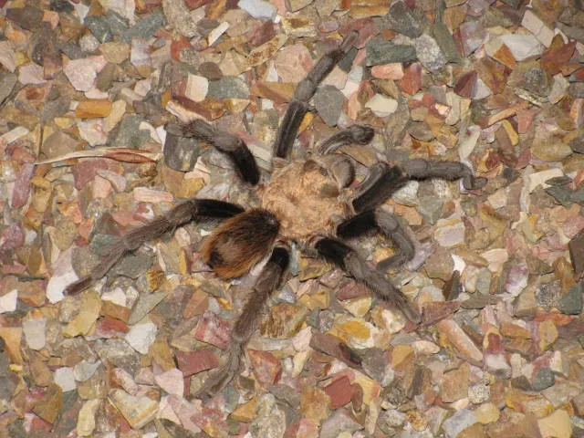15541 black desert tarantula eating