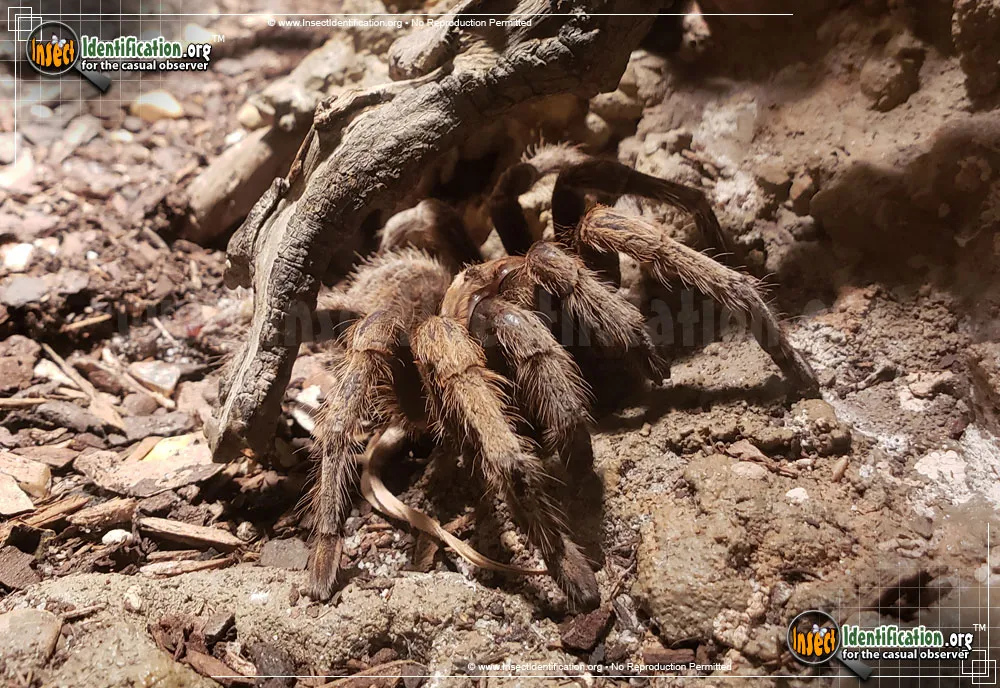 /img/15541-black-desert-tarantula-spiderlings.webp