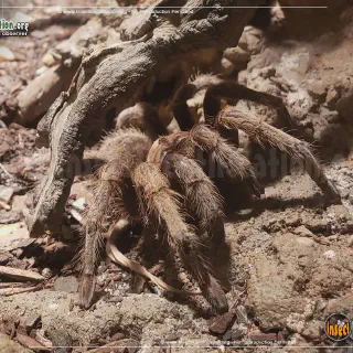 /img/15541-black-desert-tarantula-spiderlings.webp