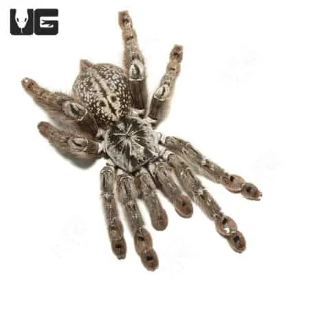 15542 ornamental baboon tarantula feeding